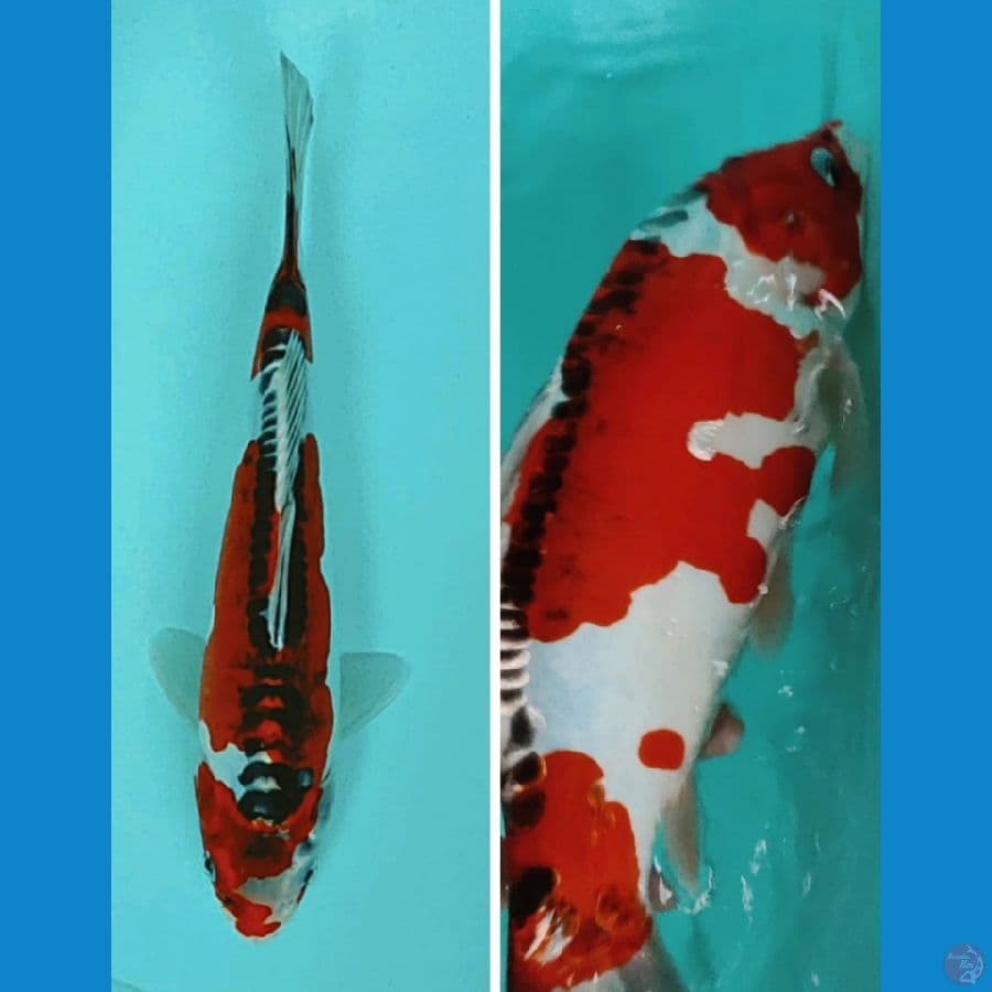 benikiko 24cm male