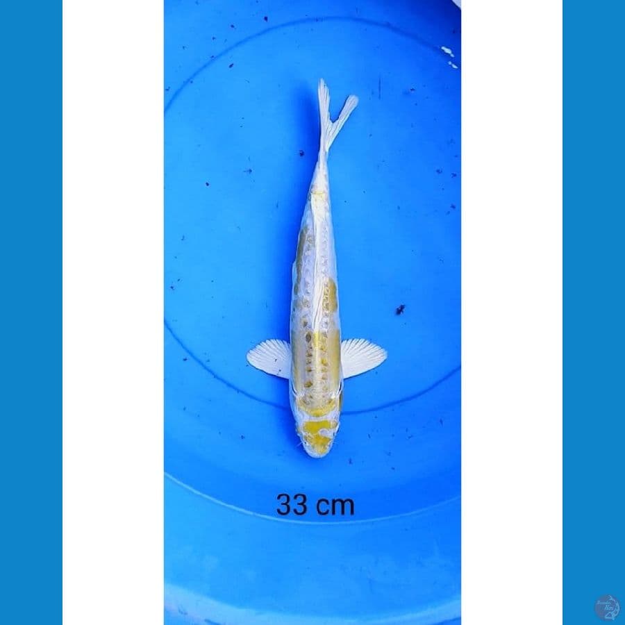 Hariwake aragoke male 33 cm