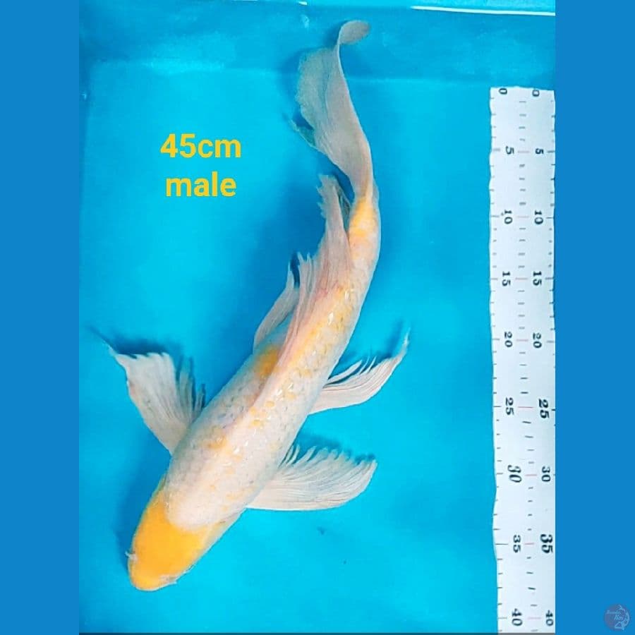 kumpay koyo 45cm male