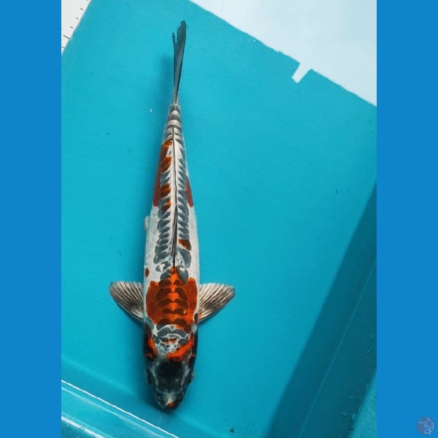 benikiko 32cm male