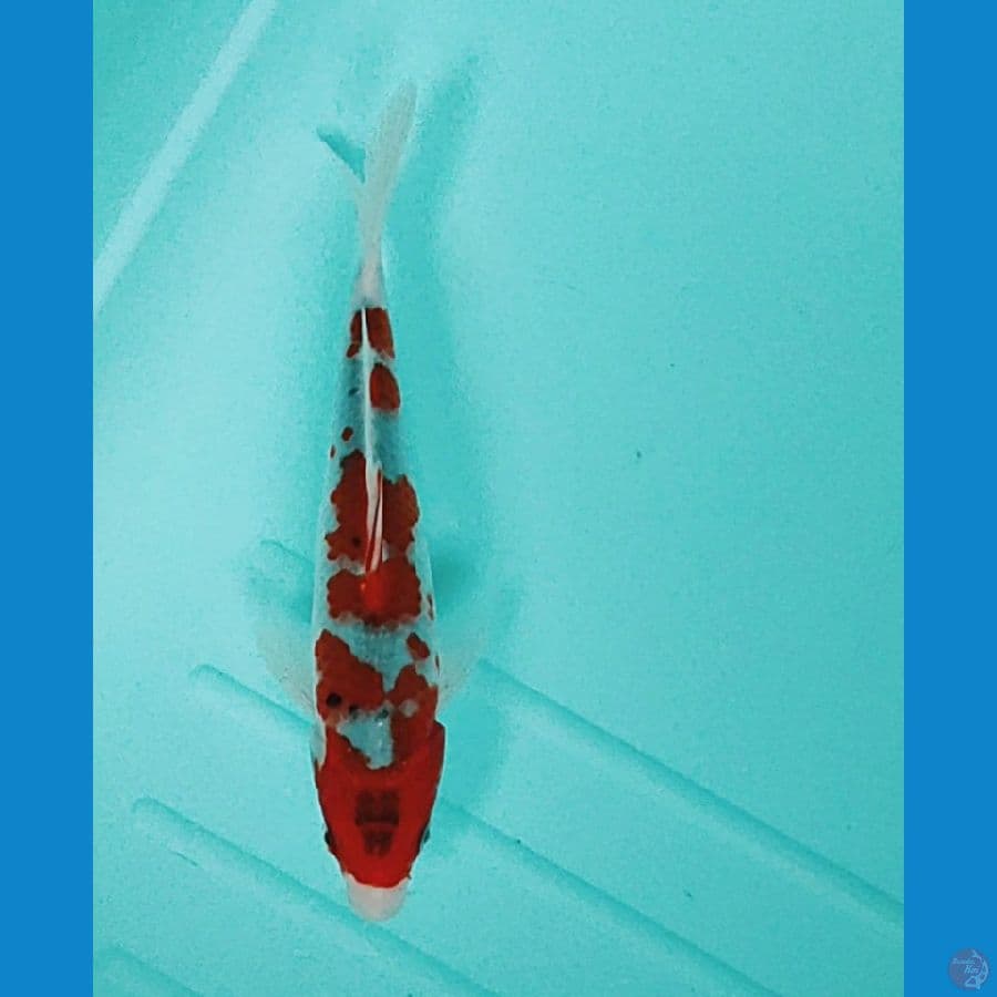goshiki strong 21cm
