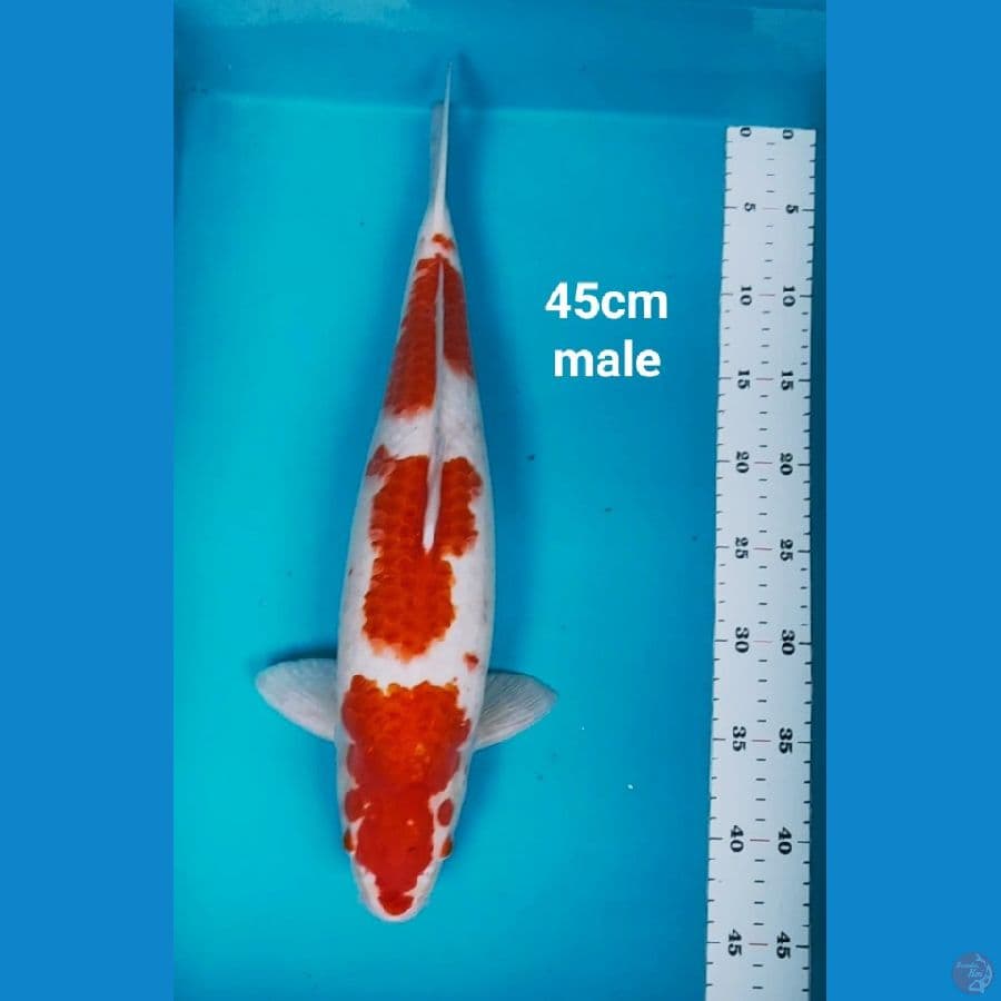 kohaku strong 45cm male