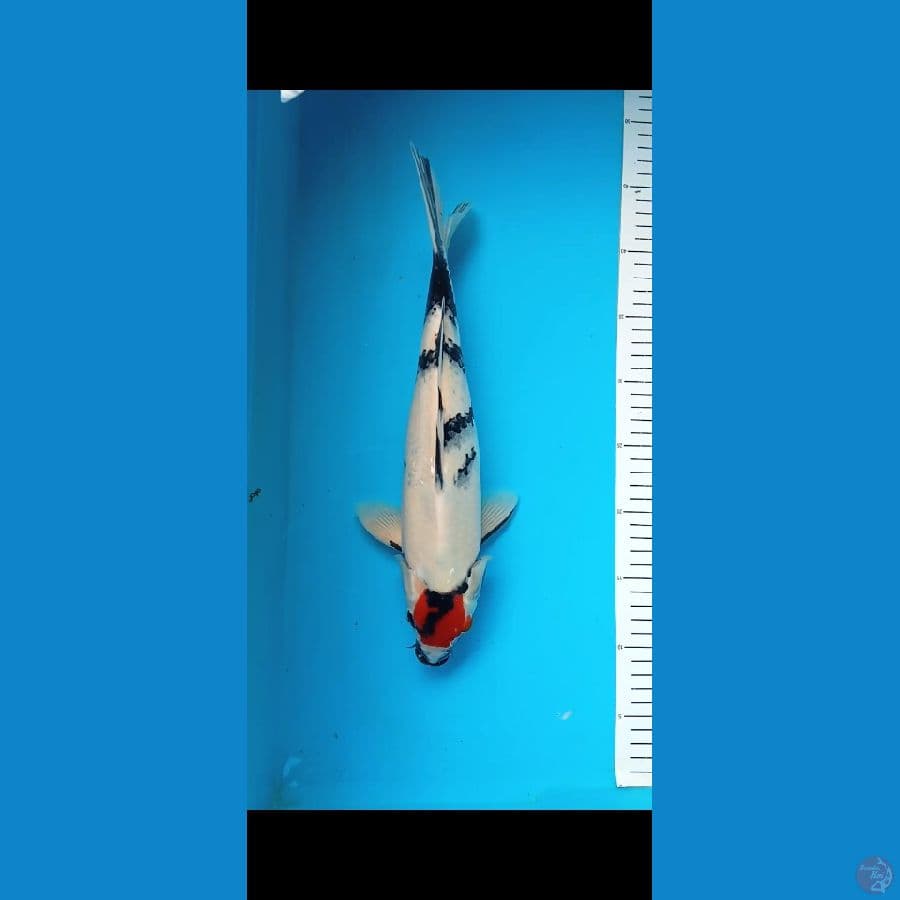tancho showa 34cm