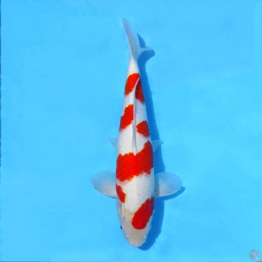 KOHAKU SAKURA SQ