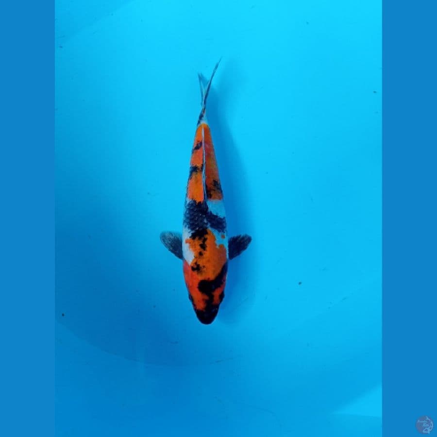showa 23 cm