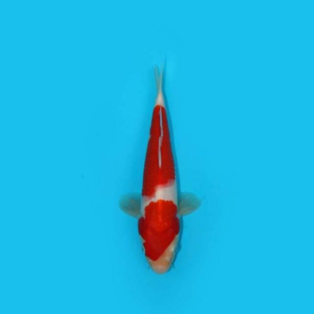 26 cm - KOHAKU