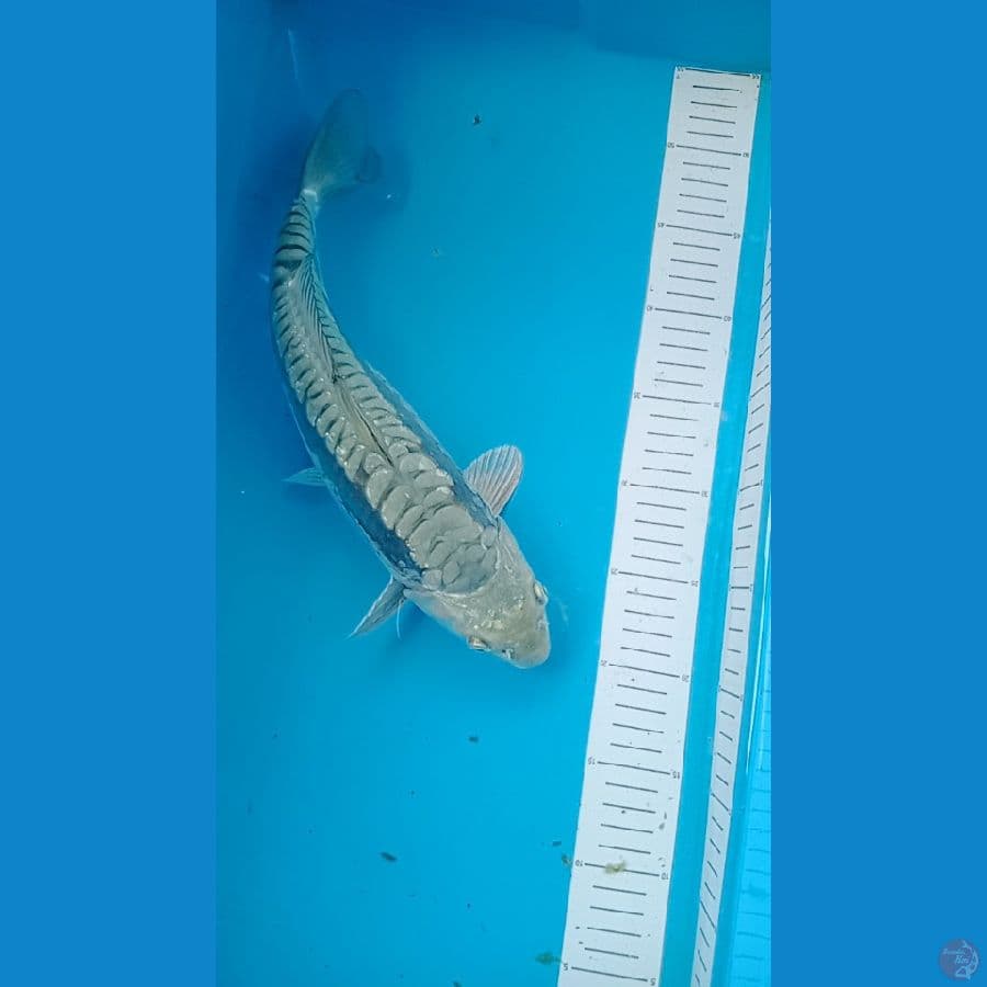 saragoi aragoke 36 cm