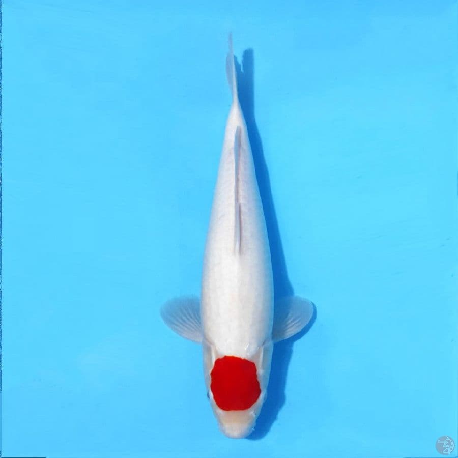 TANCHO KOHAKU BAHAN SHOW