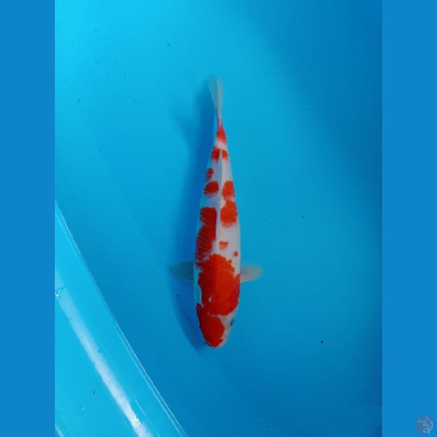 kohaku 27 cm