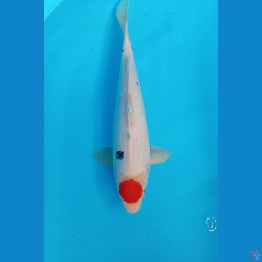 tategoi tanco sanke 32 cm