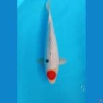 tategoi tanco sanke 32 cm