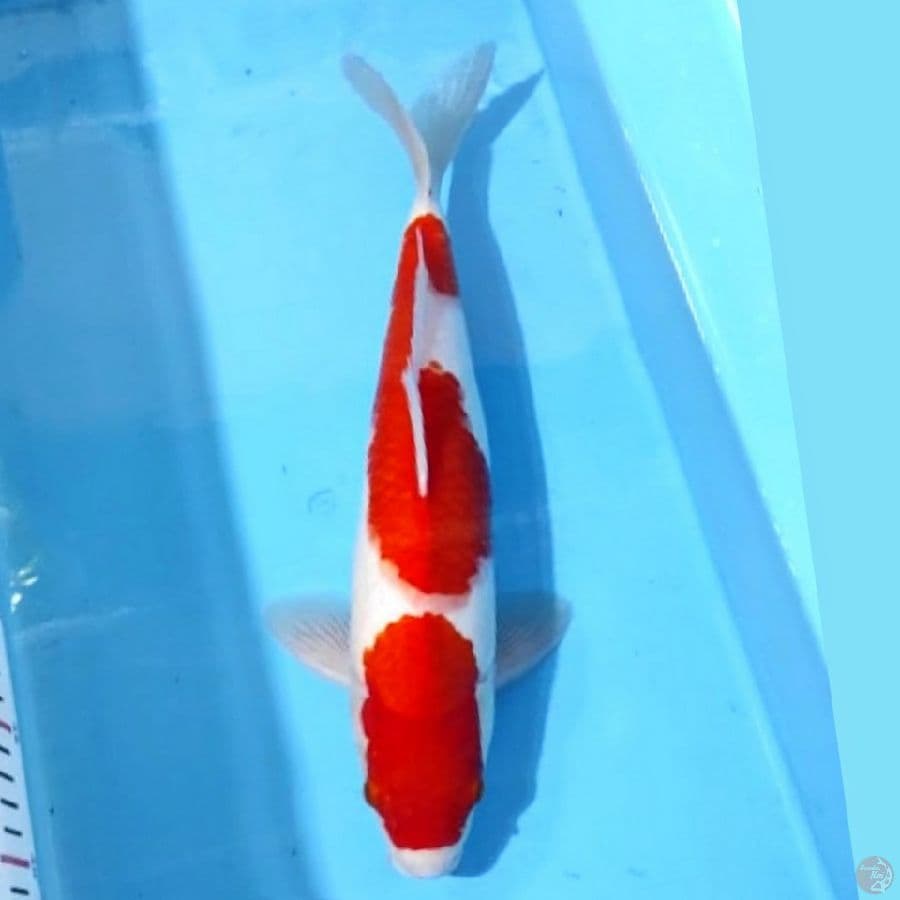 kohaku 35cm male 
