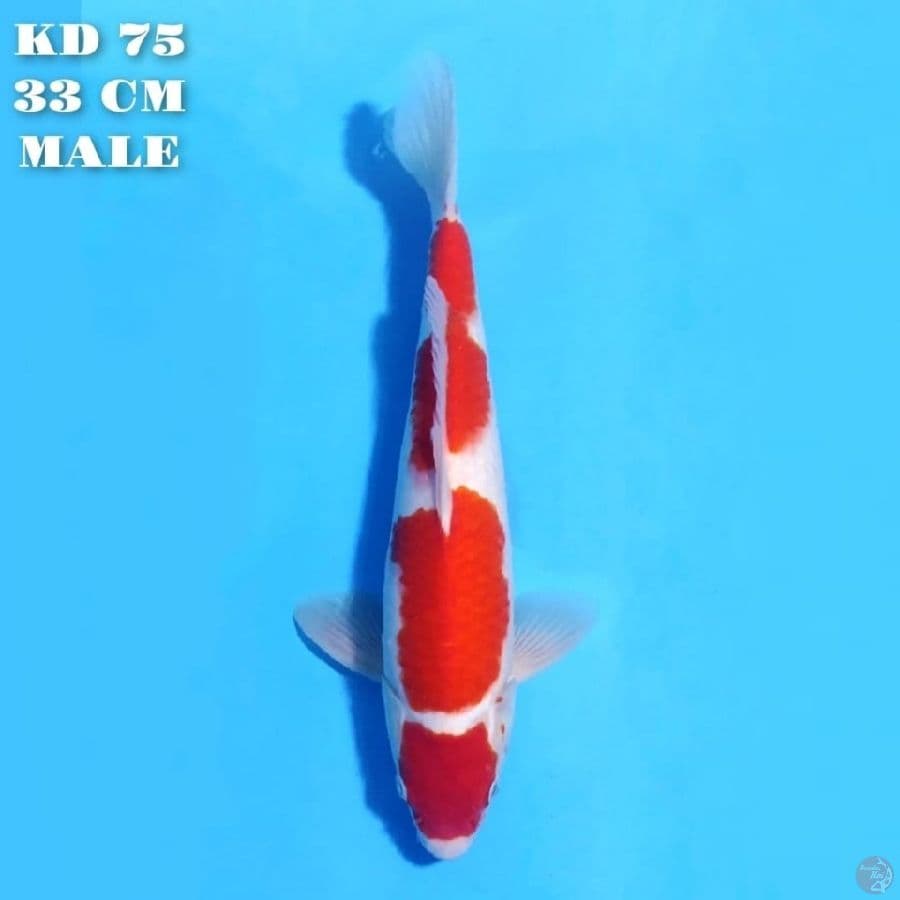 MARUTEN KOHAKU MERAH SOLID