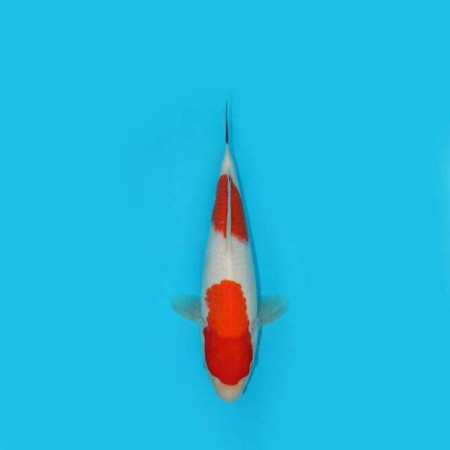 28 cm - NINDAN KOHAKU