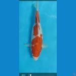 ai koromo 38 cm
