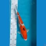 sanke ginrin 36 cm