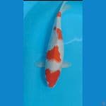 kohaku 41 cm