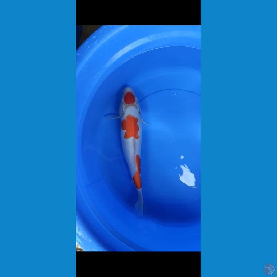 f1 kohaku sakai bulky