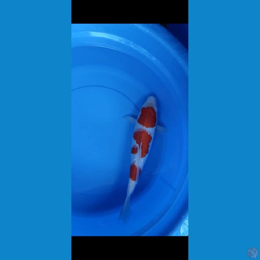 f1 kohaku ginrin otsuka