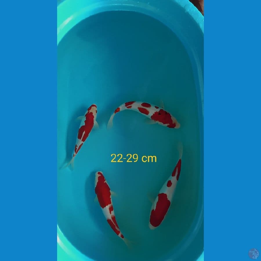 paket kohaku
