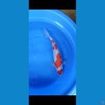 f1 kohaku sakai original
