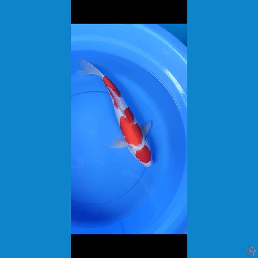 f1 maruten kohaku sakai