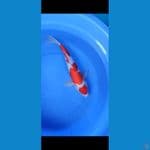 f1 maruten kohaku sakai