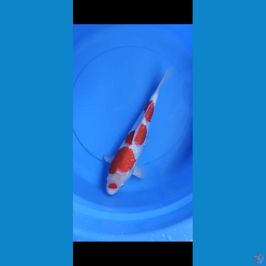 f1 kohaku ginrin otsuka siap show