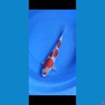 f1 kohaku ginrin otsuka siap show