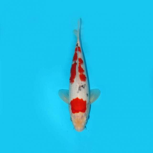 26 cm - SANKE