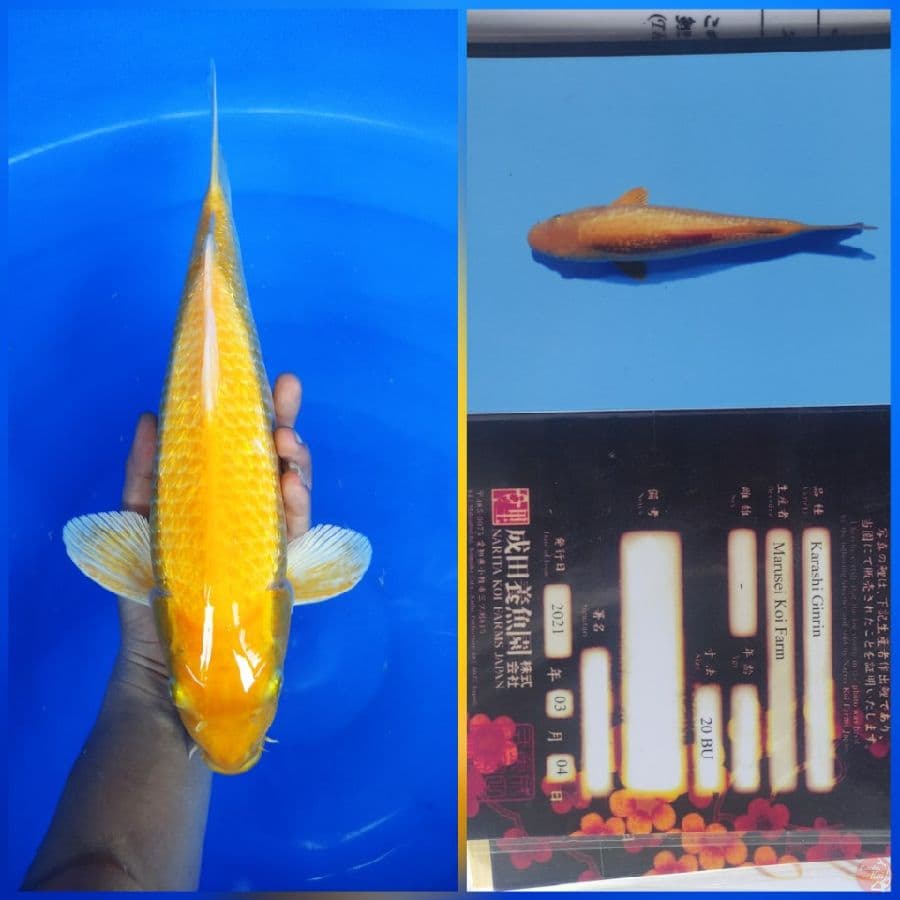 Ginrin Karasi 40cm