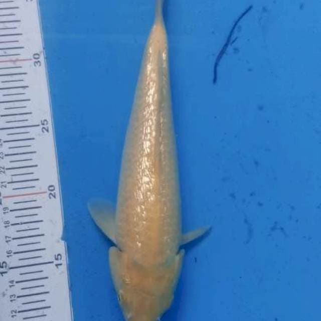 KARASI GINRIN 30CM, GHIRIN HALUS 