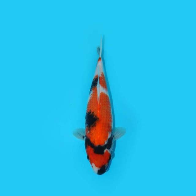 27 cm - SHOWA