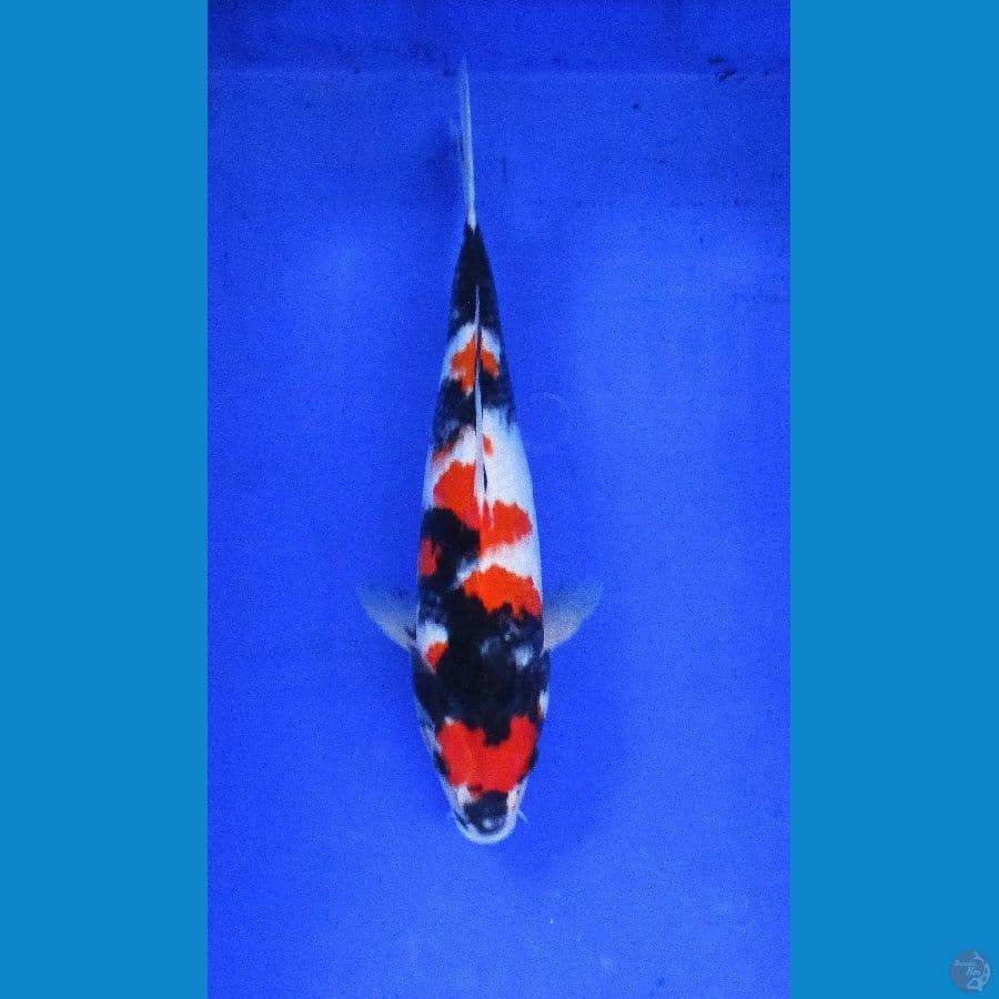 showa sansoku ±34cm stronge