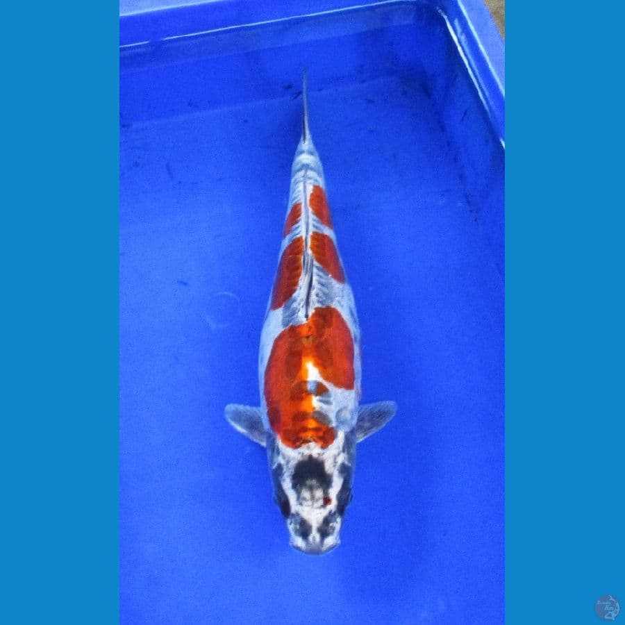 kikokuryu ±35cm