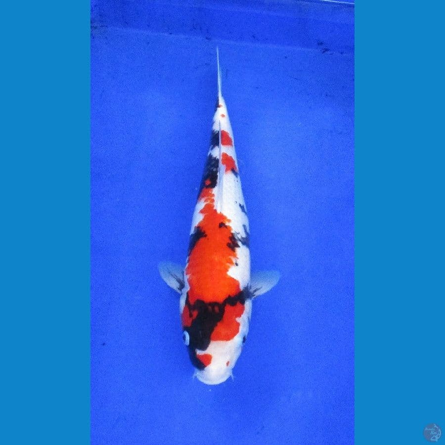 showa sansoku ±35cm