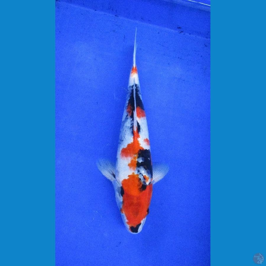 showa sansoku ±36cm