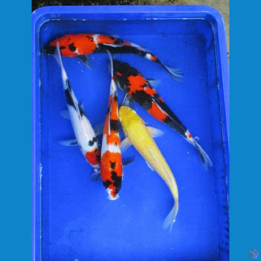 paket ±31-34cm