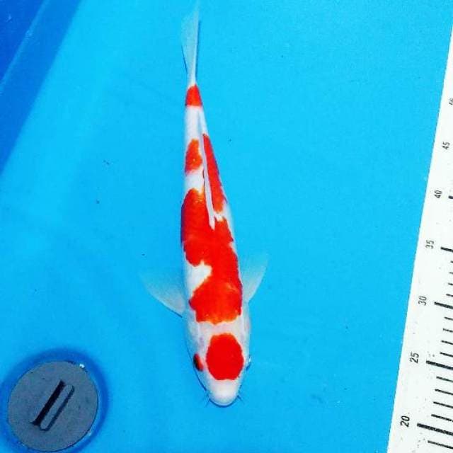 Maruten inazuma kohaku 37cm