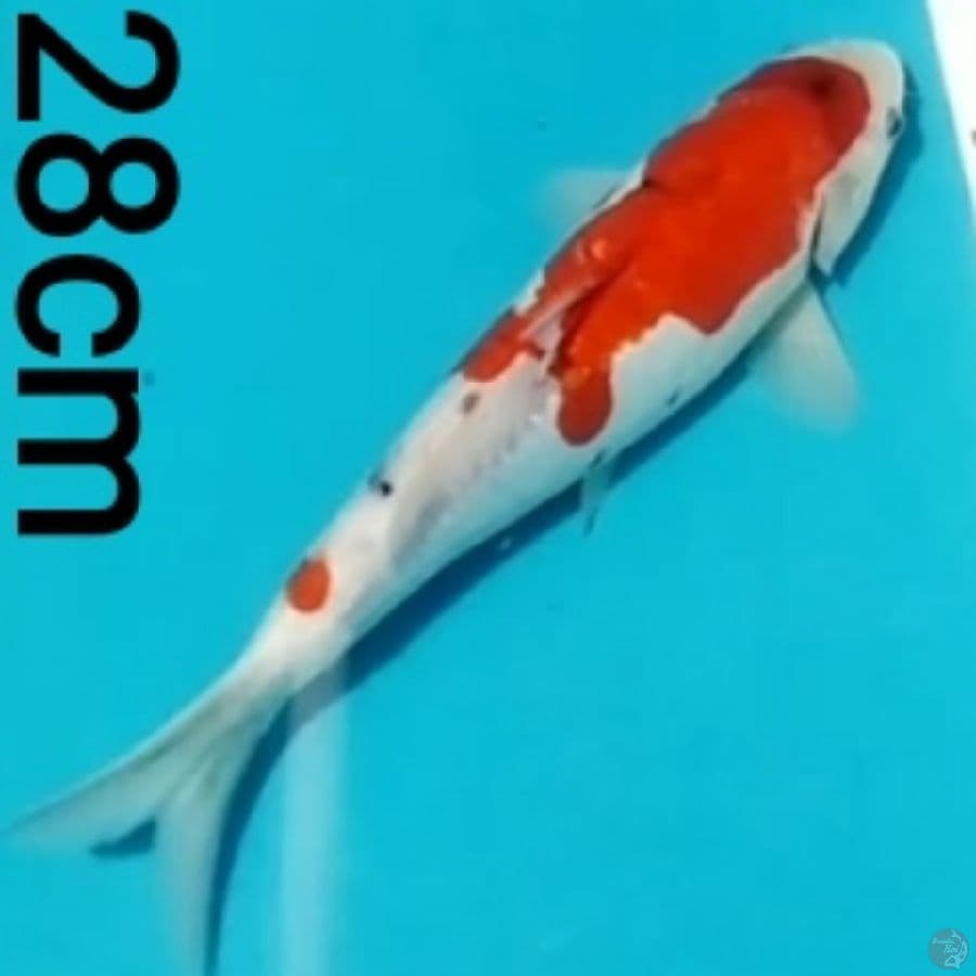 showa doitsu 28cm
