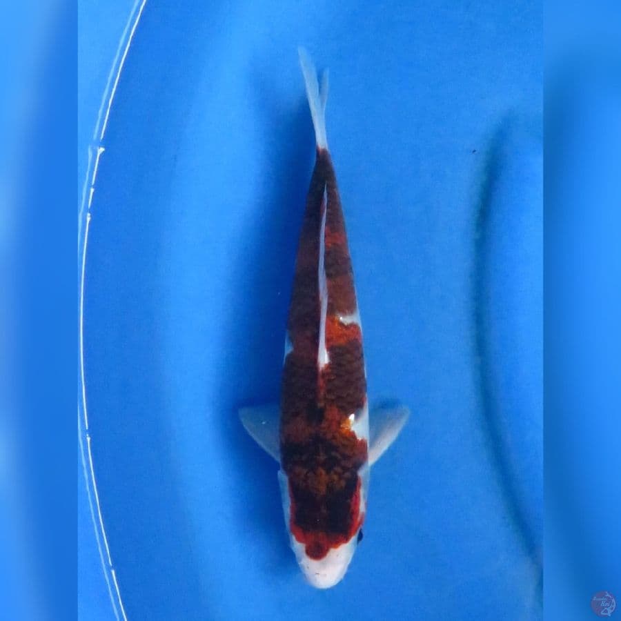 28cm - Budo Goromo