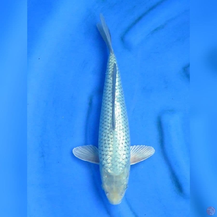 36cm - Soragoi Ginrin