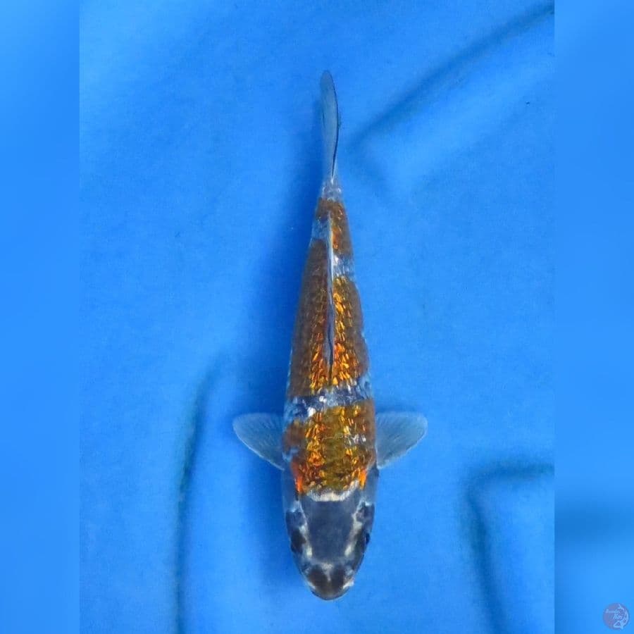 24cm , Ochiba Ginrin