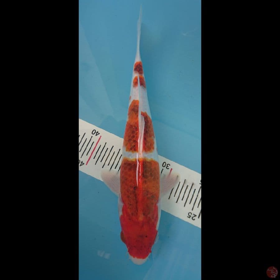 Goromo 29cm