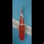 Goromo 29cm