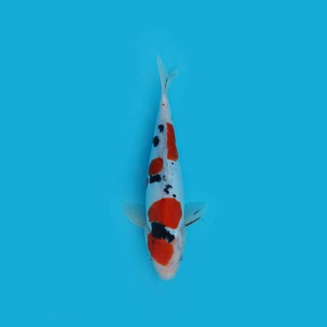 29 cm - SANKE DOITSU