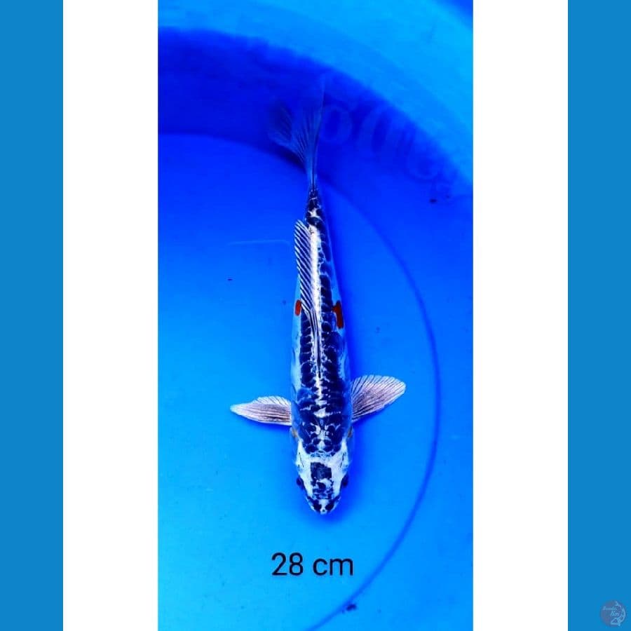 Kiko antik 28 cm