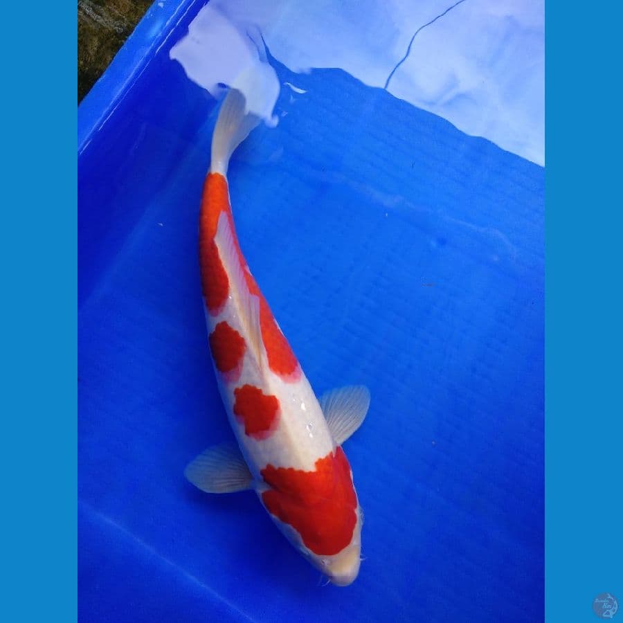 HQ Kohaku Strong 33 M