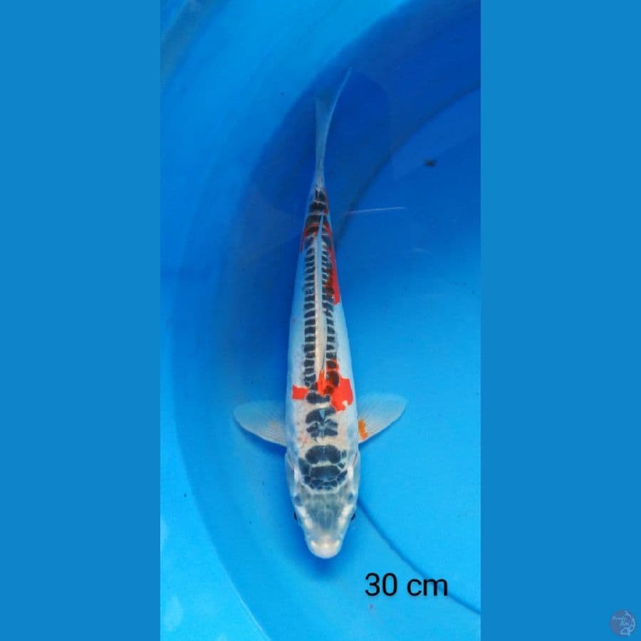 kiko mantap 30 cm