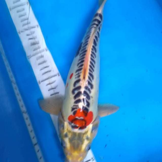 DOITSU KUJAKU 33 cm